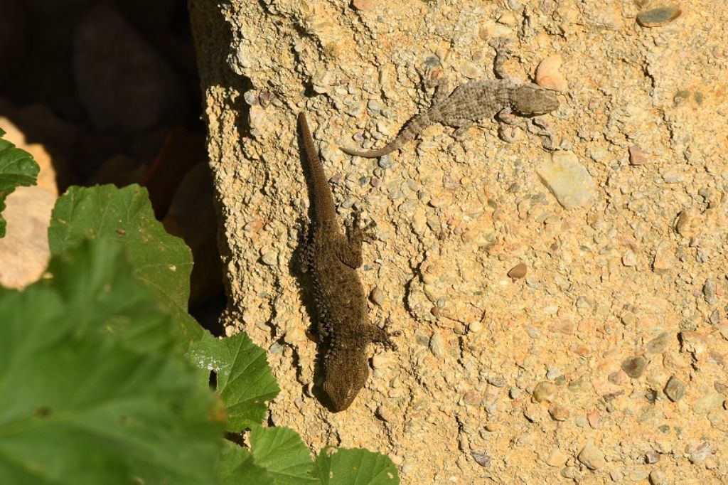 Moorish gecko / Tarentola mauritanica